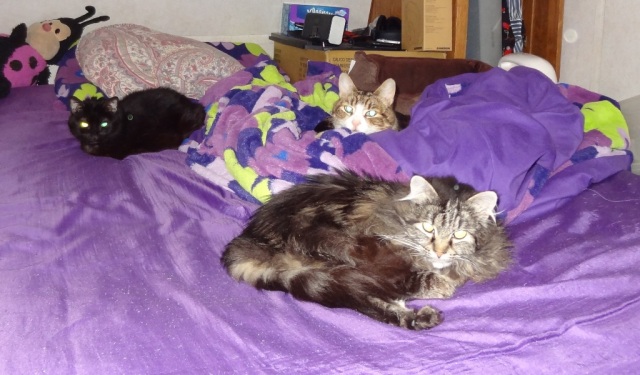 3 cats in my bed